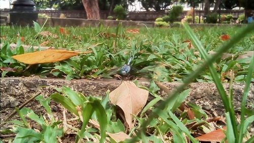 Close-up of snake on grass