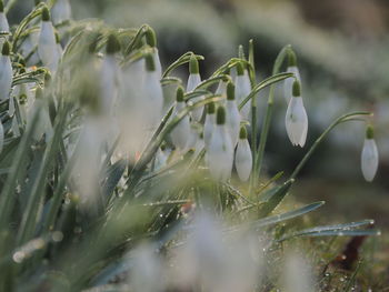 Close-up of snow on plant