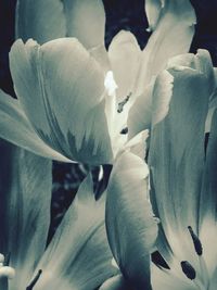 Close-up of white flowers