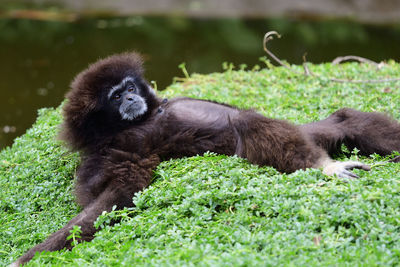 Portrait of a gibbon lying on the ground 