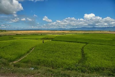 Scenic view of agricultural field against sky