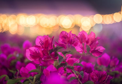 Close-up of pink flowering plant