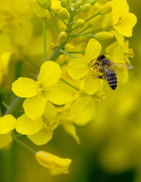 Bee pollinating flower