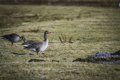 Ducks on a field