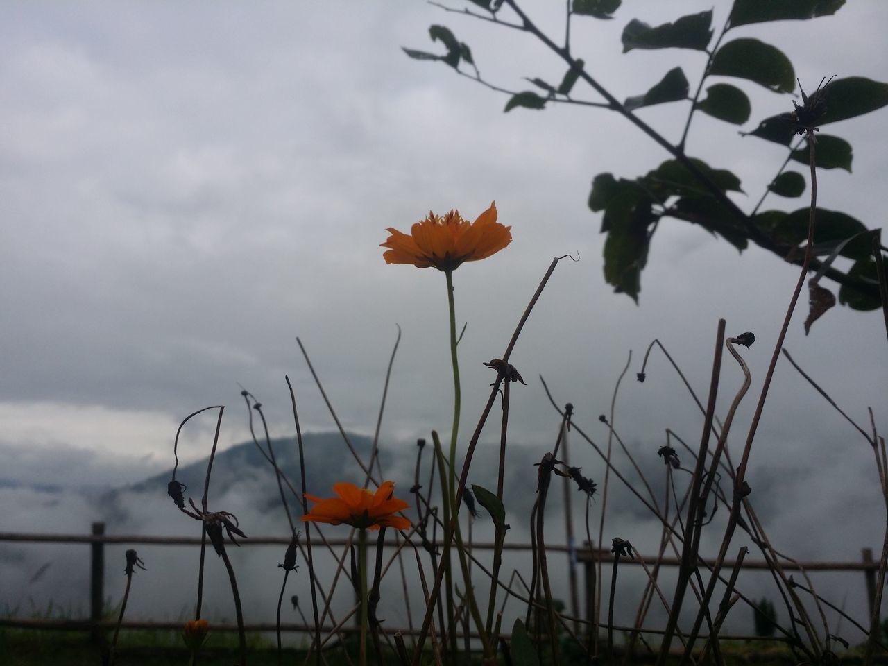 CLOSE-UP OF FLOWERING PLANT ON FIELD AGAINST SKY