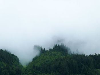 Scenic view of forest against sky