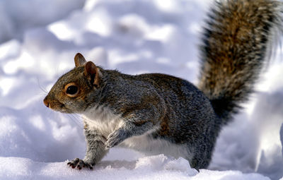 Close-up of squirrel