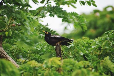 Close-up of bird perching on tree