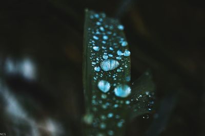 Close-up of water drops on leaf