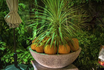 View of fruits growing in yard