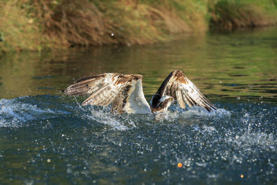 Ducks swimming in lake