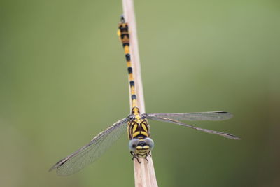 Close-up of dragonfly on twig