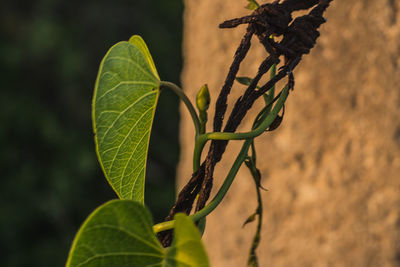 Close-up of plant