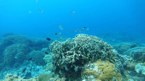 Fish swimming in sea