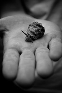 Close-up of human hand holding small