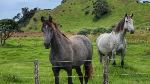 Horses in a field