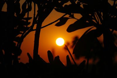 Close-up of silhouette plants against sky during sunset