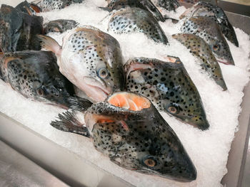 High angle view of fish for sale in market