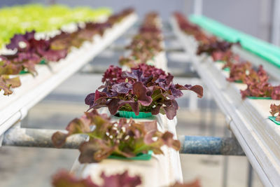 Close-up of red berries on table