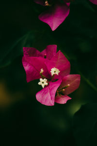 Close-up of pink rose plant