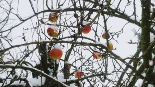 Close-up of berries on tree during winter