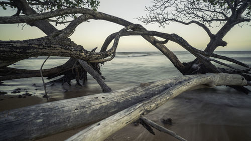 Driftwood on tree by sea against sky