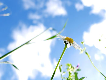 Close-up of insect on plant