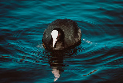 Swan swimming in lake