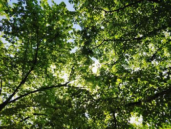 Low angle view of green trees against sky