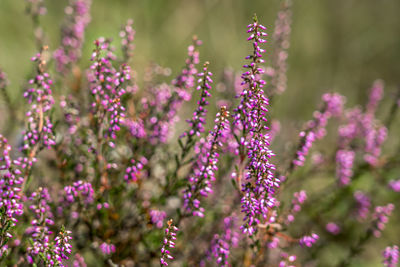 Close-up of purple flowering plants