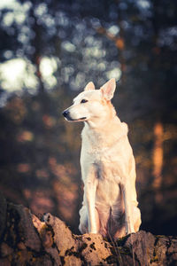 Dog looking away on rock