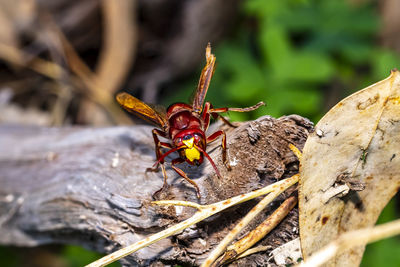 Close-up of insect on wood