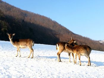 Horses on field against clear sky during winter