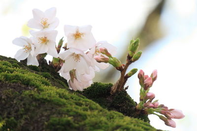 Close-up of white flowers