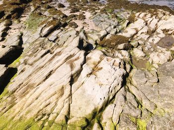 High angle view of bird on rock against trees