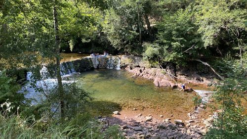 Scenic view of river in forest