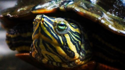 Close-up of turtle