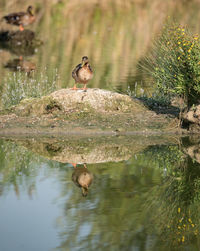 Bird perching on a lake, group of ducks