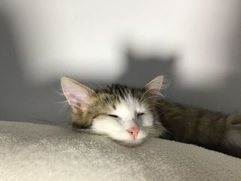 Close-up of cat resting on bed