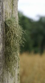 Close-up of plant against blurred background