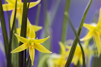 Close-up of yellow flowering plant