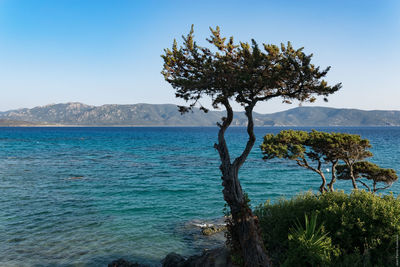 Tree by sea against clear blue sky