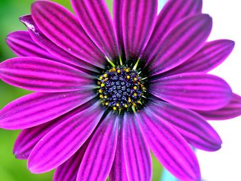 Close-up of purple coneflower blooming outdoors