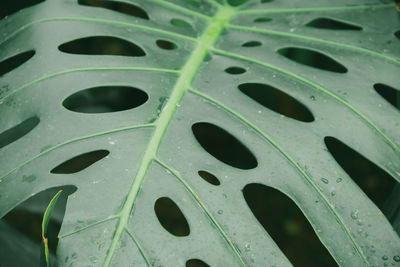 Full frame shot of raindrops on leaf