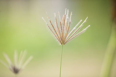 Close-up of dandelion against blurred background
