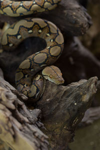 Close-up of lizard on tree