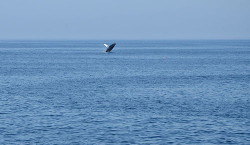 Scenic view of humpback whale jumping in the sea against sky