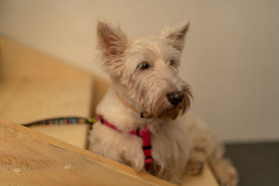 Close-up of a dog looking away