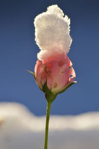 Close-up of flower against sky