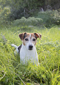 Portrait of dog sitting on grass